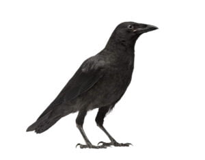 Crows - Let RainCity Pest Control take care of it.