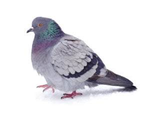 Pigeons - Let RainCity Pest Control take care of it.