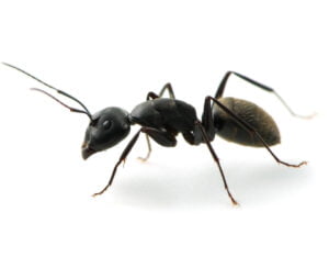 Ants - Let RainCity Pest Control take care of it.