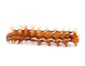 Caterpillars - Let RainCity Pest Control take care of it.