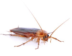 Cockroaches - Let RainCity Pest Control take care of it.