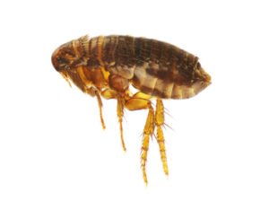 Fleas - - Let RainCity Pest Control take care of it.