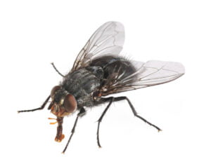 Fly