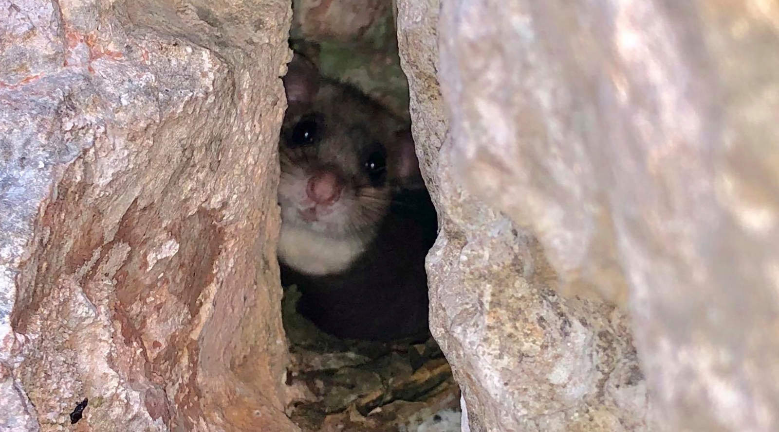 Mouse Nest
