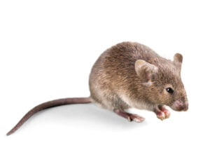 Mouse - Let RainCity Pest Control take care of it.