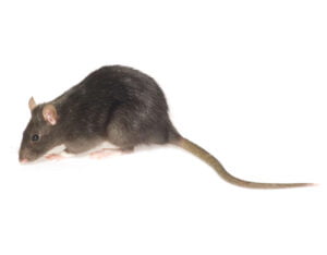 Rat