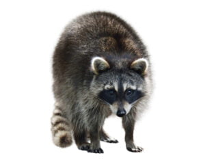 Raccoon - Let RainCity Pest Control take care of it.