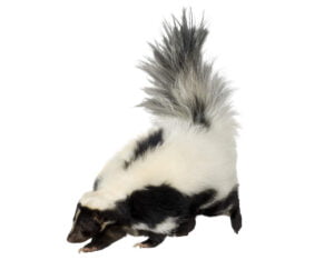 Skunk - Let RainCity Pest Control take care of it.