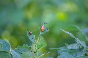Choose RainCity Pest Control for Your Pest Management Needs