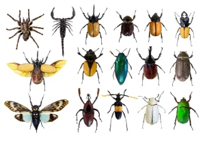 Types of Pests