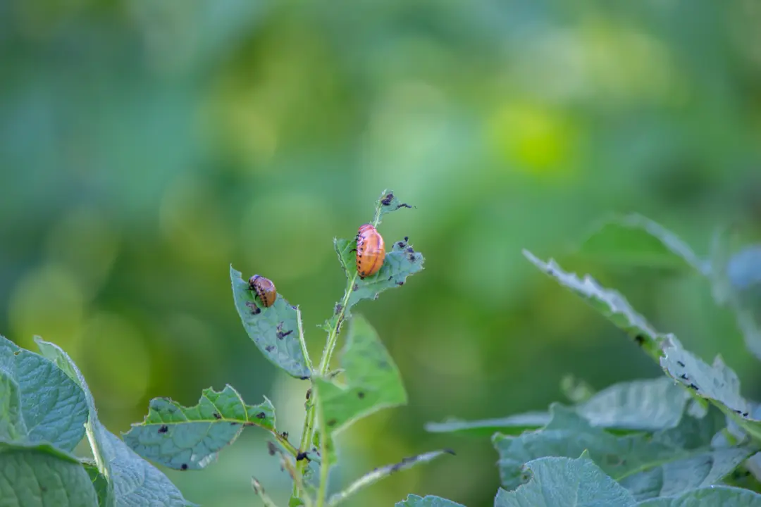 Choose RainCity Pest Control for Your Pest Management Needs