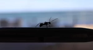Ants in the House