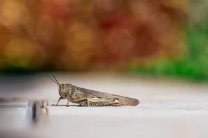 Identifying Other Household Insects