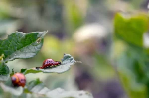 Seasonal Pest Control Considerations