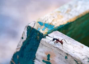 Understanding Common Household Pests