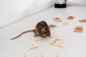 Visible Pest Droppings
