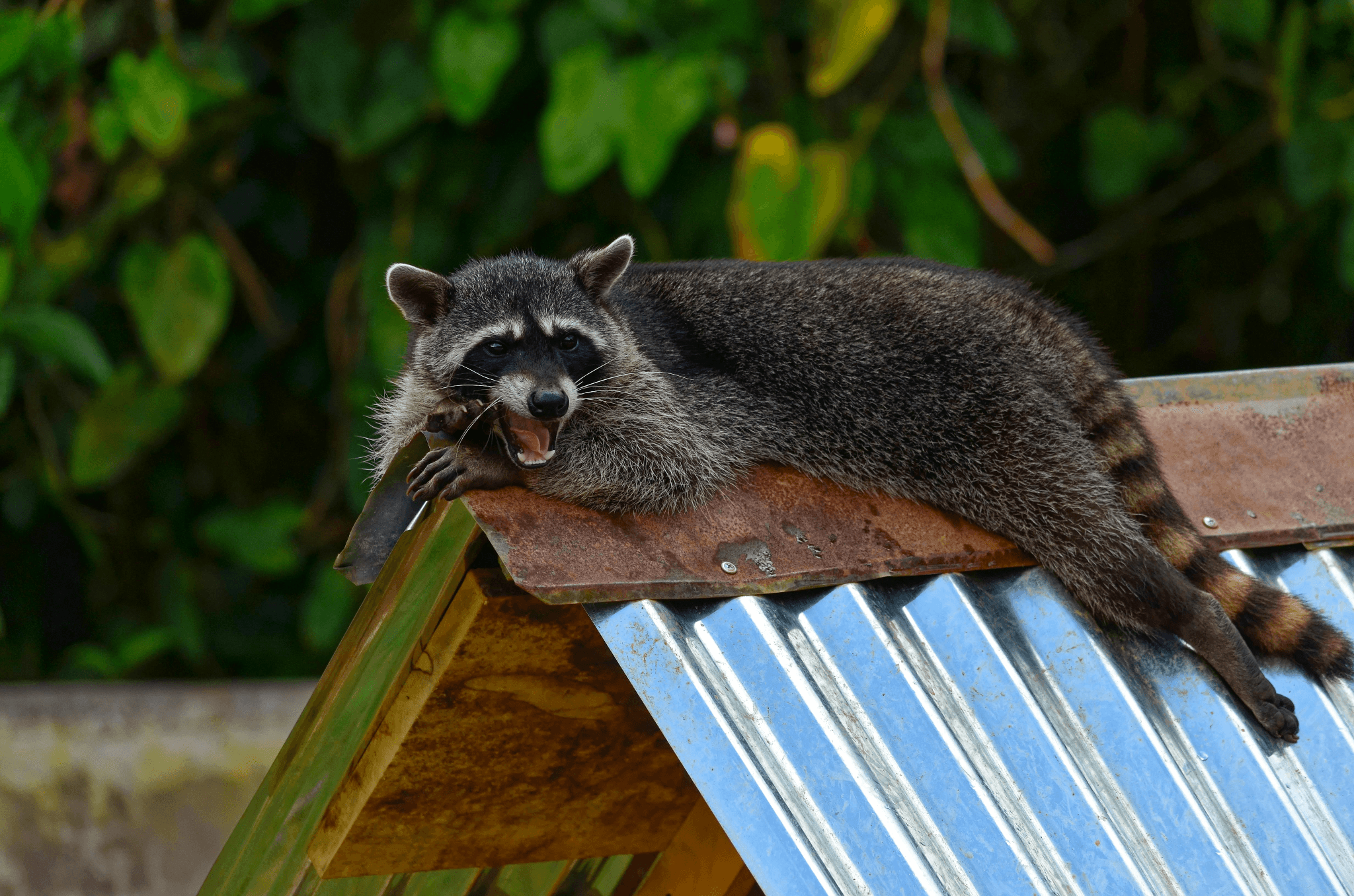 shot of a raccoon sitting on top of a roof with its mouth open