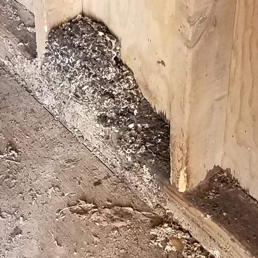 Signs of Mice - Mouse gnawing